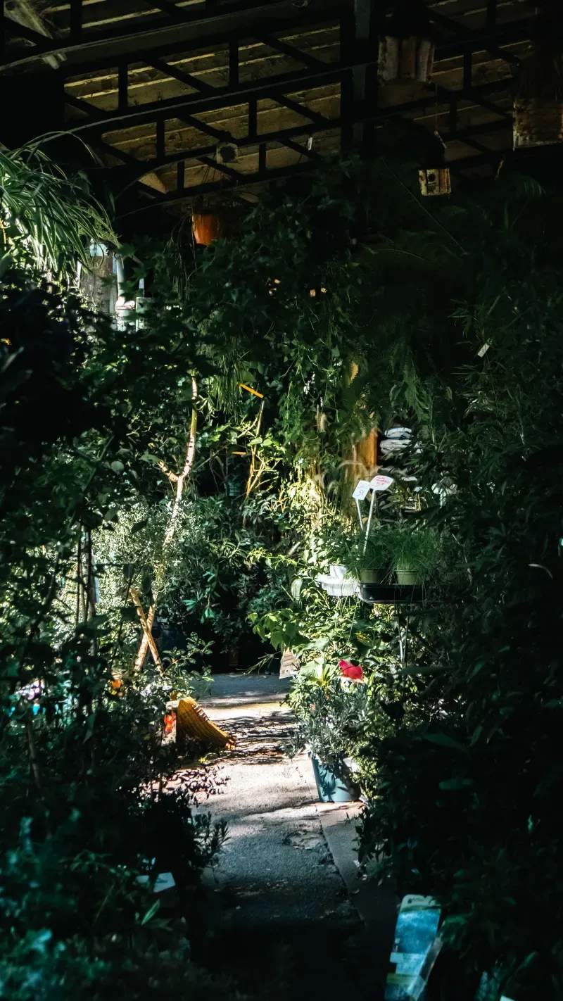 Perennial garden maintenance